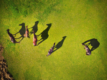 High angle view of birds on field