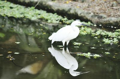 White heron on lake