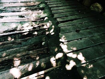 Close-up of leaves on wooden wall