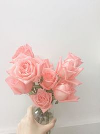 Close-up of hand holding pink roses against white background