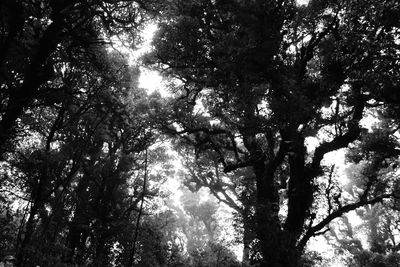 Low angle view of trees in forest