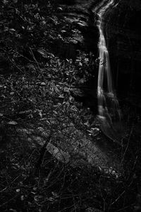 Close-up of jellyfish swimming underwater