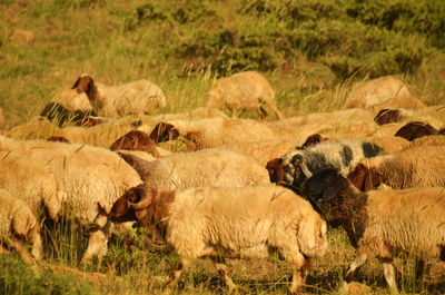 Sheep on field