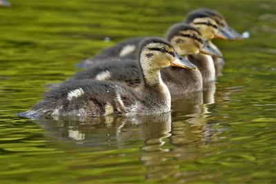 Ducks swimming in lake