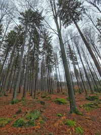 Low angle view of pine trees in forest