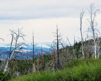 Trees on landscape against sky