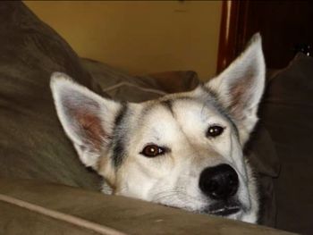 Close-up portrait of dog