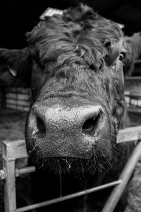 Close-up of cow in pen