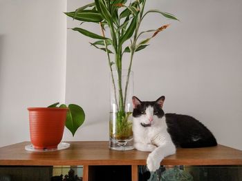 Cat sitting on table