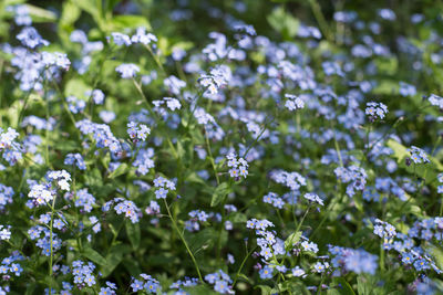 White flowers blooming in spring