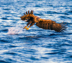 Close-up of eagle flying over sea