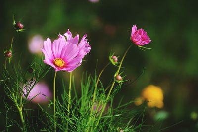 Close-up of pink flowering plants