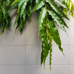 Close-up of green leaves on wall