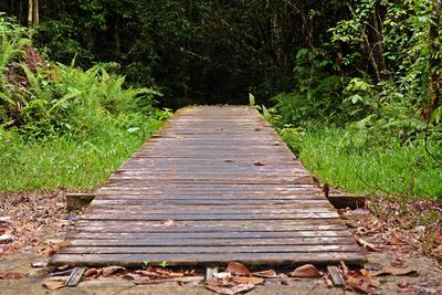 View of wooden footbridge in forest