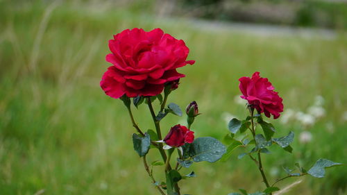 Close-up of red flowering plant