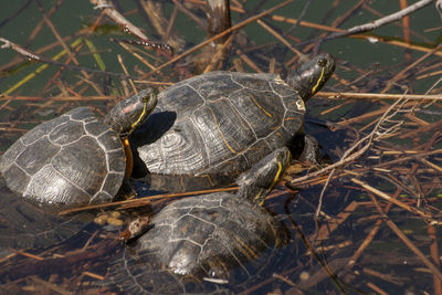 High angle view of shell on land