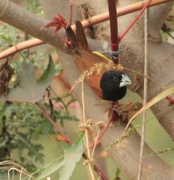 Bird perching on tree