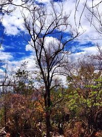 Low angle view of bare trees against cloudy sky