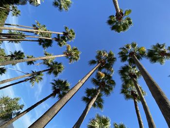 Low angle view of coconut palm trees against blue sky