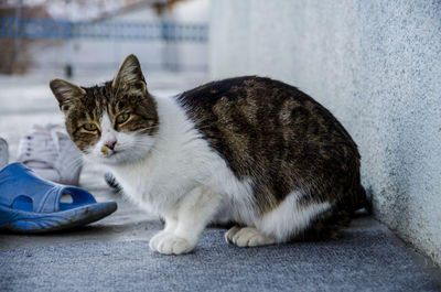 Close-up of cat sitting on looking away