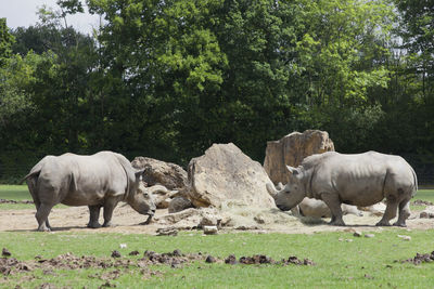 Rhinoceroses by rocks on grassy field against trees