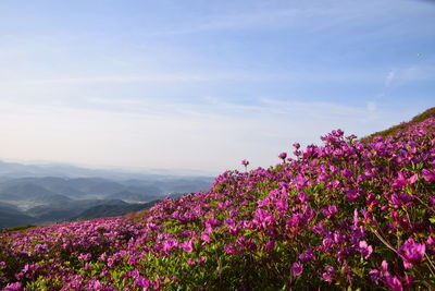 Pink flowering plants against sky