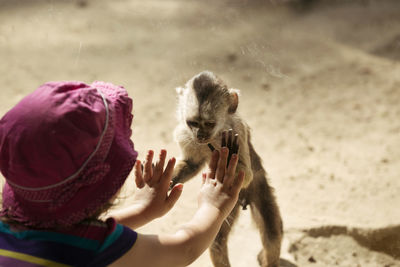 High angle view of girl playing with monkey