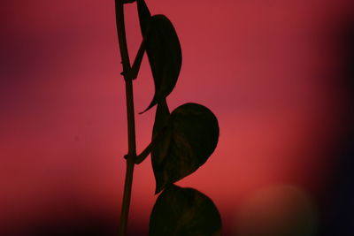 Close-up of red flower
