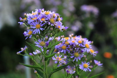 Close-up of purple flowering plant in park