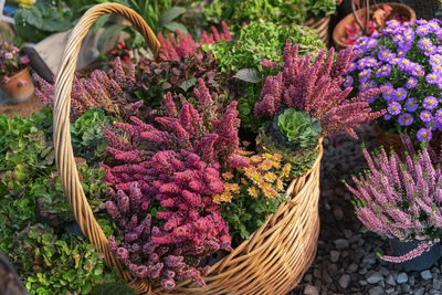 Close-up of purple flowering plants in basket