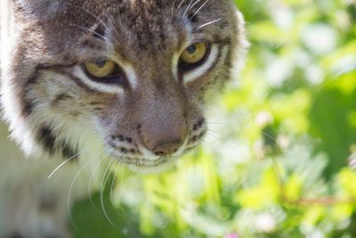 Close-up portrait of cat