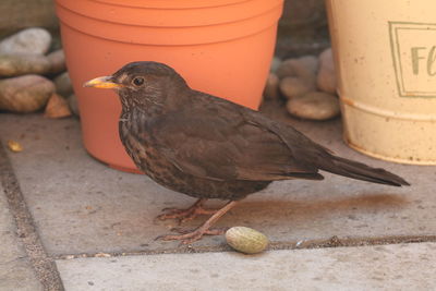 Bird posing in my garden 