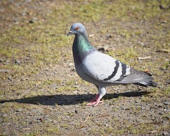 Close-up of bird perching on ground