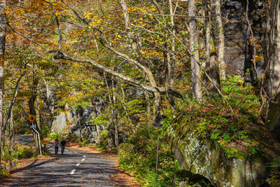 Footpath amidst trees in forest during autumn