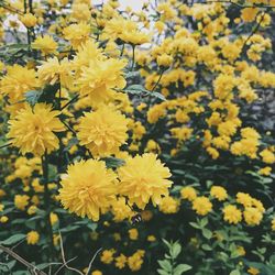 Close-up of yellow flowers