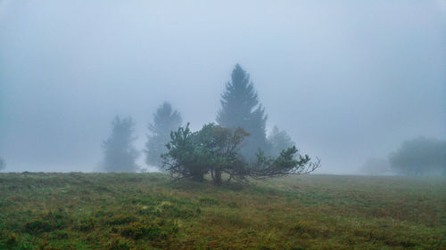 Trees on field against foggy sky
