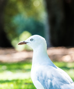 Close-up of seagull