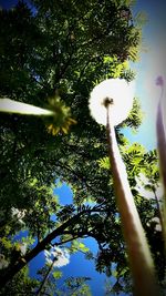 Low angle view of tree against sky