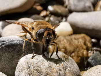 Close-up of bee on rock