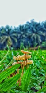 Close-up of mushroom growing on field