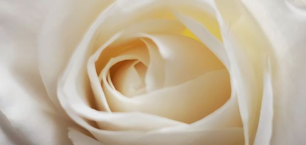 Close-up of white rose