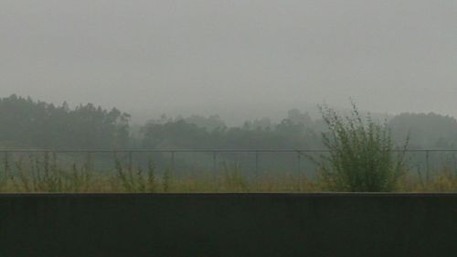 Trees in foggy weather