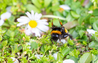 Close-up of bee pollinating on flower