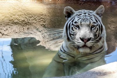 Cat in zoo