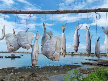 View of fish on beach against sky
