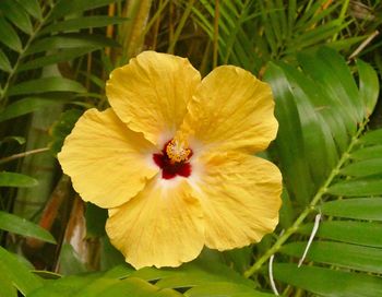 Close-up of yellow hibiscus blooming outdoors