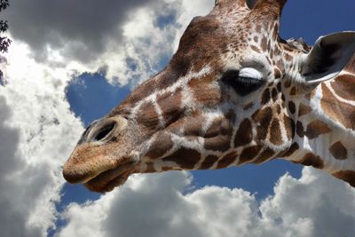 Low angle view of giraffe against sky