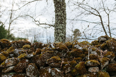 Close-up of moss growing on rock