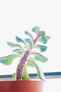 Close-up of potted plant against white wall