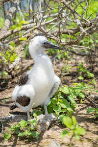 White bird perching on a tree